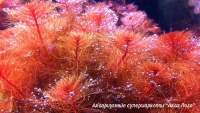 Перистолистник клубеньковый  Myriophyllum tuberculatum, M. indicum, M. tetrandum, M. spathulathum