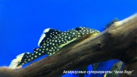 Барианциструс L081  Baryancistrus sp. L081