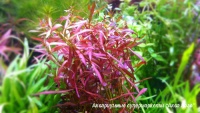 Людвигия дугообразная  Ludwigia arcuata (L. pedunculosa)