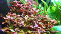 Людвигия перуанская  Ludwigia peruensis