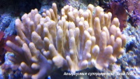 Лобофитумы разные  Lobophytum sp.