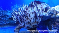 Сабеластарта индийская простая 
Sabellastarte spectabilis