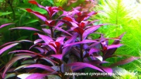 Людвигия перуанская  Ludwigia peruensis