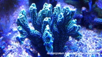 Монтипора (цветная)  Montipora sp.