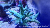 Акропора цветная  Acropora sp.