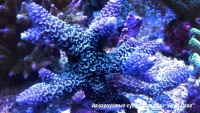 Акропора цветная  Acropora sp.