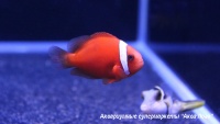 Клоун френатус (томатный красный)  Amphiprion frenatus