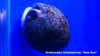 Ципрея  Cypraea sp.