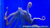 Осьминог (коричневый)  Octopus sp.