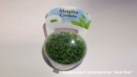 Марсилия городчатая меристемная  Marsilea crenata