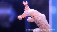 Моллюск голожаберный  Nudibranchia Gen.sp.