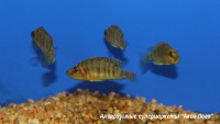 Альтолампрологус компрессицепс золотоголовый  Altolamprologus compressiceps (Lamprologus compressiceps)