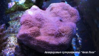 Монтипора (цветная)  Montipora sp.