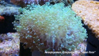 Эуфиллия цветочная  Euphyllia divisa (Euphyllia paradivisa)