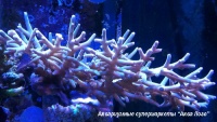 Акропора цветная  Acropora sp.