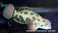 Мандаринка красочная  Synchiropus picturarus