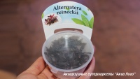 Альтернатера Рейнека Мини меристемная  Alternanthera reineckii Mini