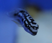 Юлидохромис транскриптус - масковый  Julidochromis transcriptus