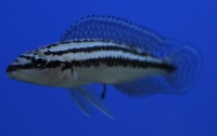 Юлидохромис Дикфельда  Julidochromis dickfeldi