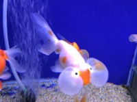 Водяные глазки 
 Carassius auratus var.