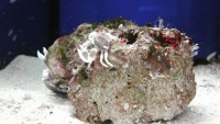 Краб анемоновый пятнистый
 Anemone crab