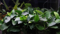 Анубиас Бартера карликовый
 Anubias barteri var. nana