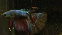 Петушки сиамские разные - самцы (Бойцовые рыбки)
 Betta splendens var.