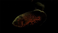 Астронотус-оскар тигровый
 Astronotus ocellatus var.