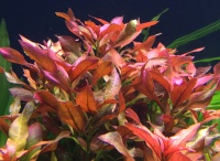 Людвигия перуанская "Даймонд"  Ludwigia peruensis