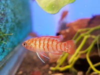 Бадис красный Скарлет  Badis sp. Scarlet