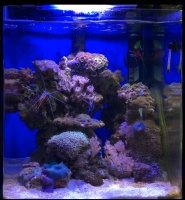Морской аквариум  - готовое решение АТОМНЫЙ РИФ (30 литров)