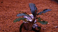 Буцефаландра Брауни Красная  Bucephalandra pygmaea Brownie Red