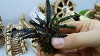 Буцефаландра Катерина Гигантская  Bucephalandra sp. Giant Catherine