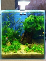 Готовое решение -  аквариум - Оазис. Объем аквариума 20 литров.