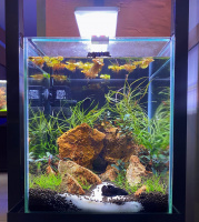 Готовое решение -  аквариум - Как приручить дракона. Объем аквариума 20 литров.