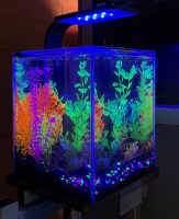 Готовое решение - аквариум пресноводный -  На дне морском - объем аквариума 10 литров