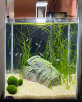Готовое решение - аквариум пресноводный -  Где-то в Камбодже - объем аквариума 31 литр