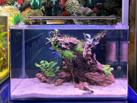 Готовое решение - аквариум пресноводный -  Дом оранжевого кролика - объем аквариума 23 литра