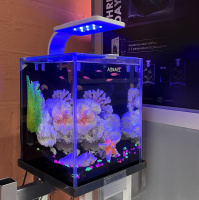 Готовое решение -  аквариум пресноводный  - Морская фантазия - объем аквариума 10 литров