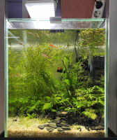 Готовое решение -  аквариум пресноводный  - Подводный сад - объем аквариума 20 литров