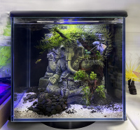 Готовое решение - аквариум - Ганеша. Объем аквариума 12 литров.