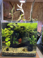 Готовое решение - аквариум пресноводный - Прихлоп Билл Тёрнер. Объем аквариума 27 литров.
