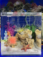 Готовое решение - аквариум пресноводный - Голубая лагуна. Объем аквариума 27 литров.