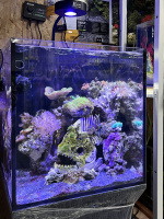 Готовое решение - аквариум морской - Древняя пиранья. Объем аквариума 60 литров.