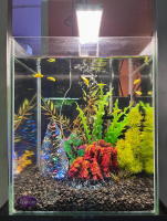 Пресноводный аквариум - готовое решение - Вулканический остров.Объем аквариума 18 литров.