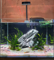 Пресноводный аквариум - готовое решение - Неон-чики.Объем аквариума 35 литров.