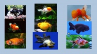 Ребята познакомились с разнообразием видов и интересными названиями рыб, например, золотыми рыбками - телескопами и орандами (в красных шапочках)
