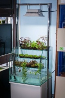 Готовые композиции из растений для аквариума - Ваби-Куса теперь представлены в супермаркете на Волжской!
