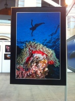 Часть экспозиции выставки была посвящена представлению работ победителей ежегодного конкурса подводной фотографии "Золотой дельфин"