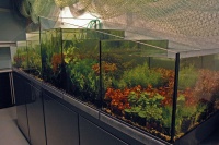 В первом зале - каскадная стойка с растениями для аквариумов